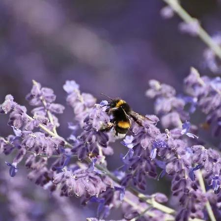 アパート Duene -penthousewohnung We 18