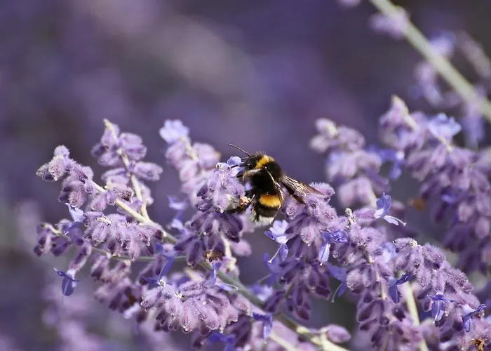 דירה Duene -penthousewohnung We 18